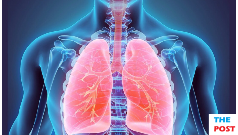 The Anatomy of Breathing: A Thorough Exploration of Lung Science