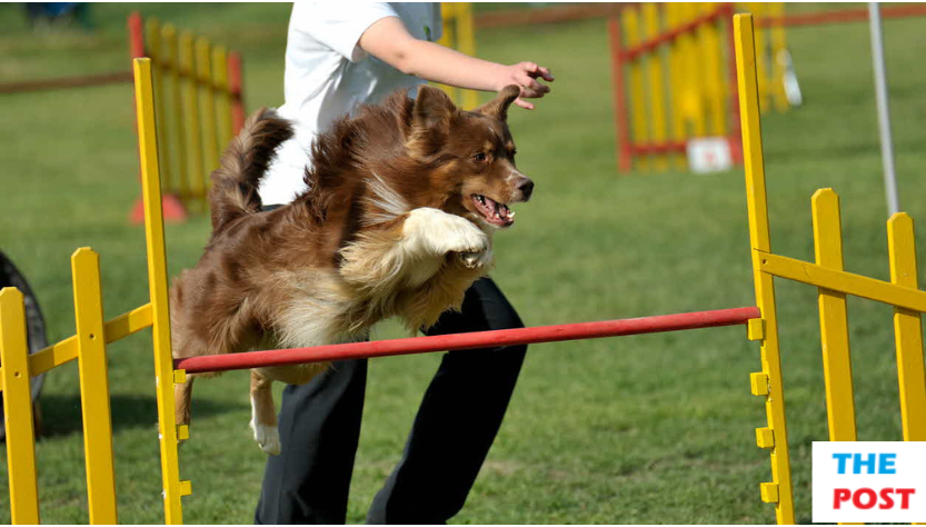 Canine Triumphs: Compelling Narratives of Dogs Excelling in Agility Challenges, from Novice to Expert Levels