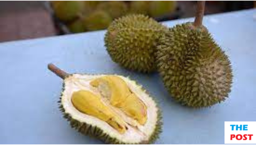 Debunking Durian Misconceptions: Distinguishing Truth from Fiction Surrounding the Controversial Fruit